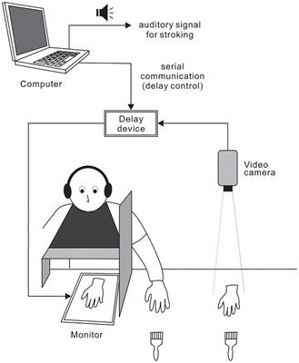 Predictability of Delayed Visual Feedback Under Rubber Hand Illusion Modulates Localization but Not Ownership of the Hand